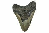 Fossil Megalodon Tooth - North Carolina #344047-1